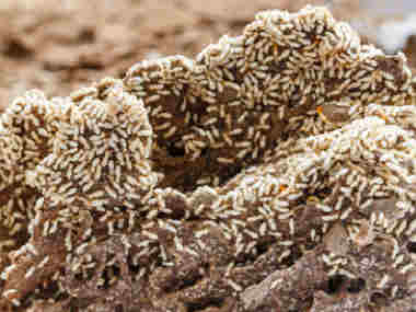 小楼白蚁预防公司截头堆砂白蚁的危害怎么防治