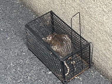 增城除虫灭鼠——正确放置捕鼠笼灭鼠的技巧