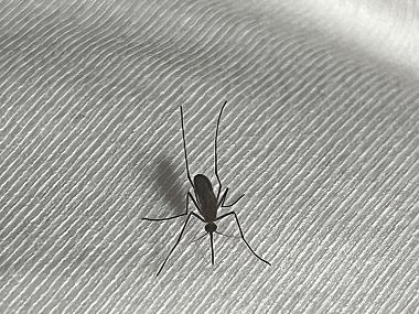 三江病媒生物防控中心夏天驱蚊虫的方法