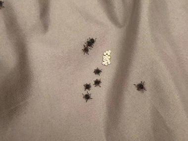 派潭控制虫害公司床上有臭虫（臭屁虫）怎么办