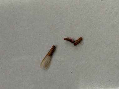 增城灭治白蚁机构飞白蚁具体长什么样？（快速辨别）
